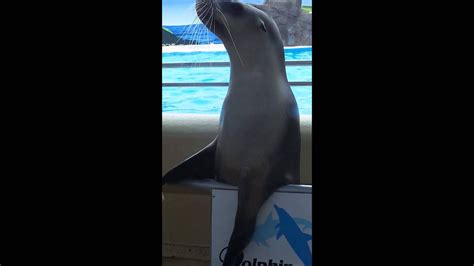 Sealion Show Dolphin Marine Magic Coffs Harbour Youtube