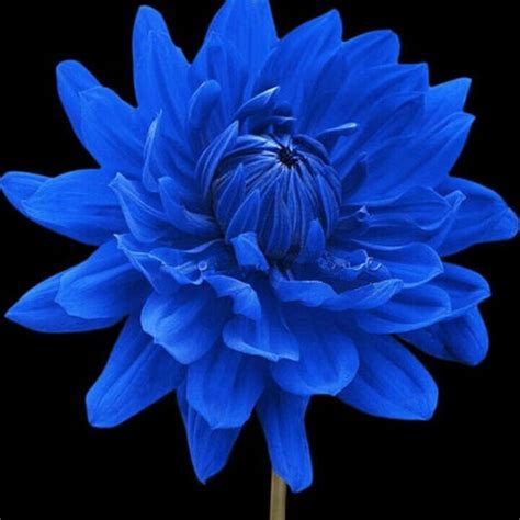 Blue Dahlia Flower