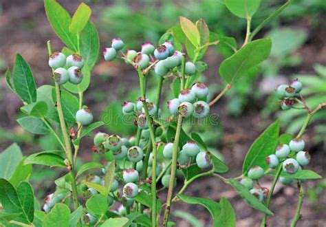 Unripe Blueberries Stock Photo Image Of Spring Closeup 25656788