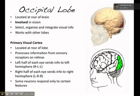 The Brain The Occipital Lobe Artofit