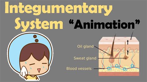 Integumentary System Biology Animation Youtube