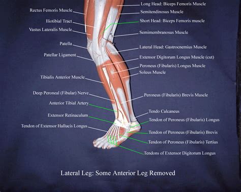 Lower Leg Anatomy Diagram Free Printable Worksheet