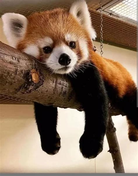 Things You Didn't Know About Red Pandas Scientific American, 54% OFF