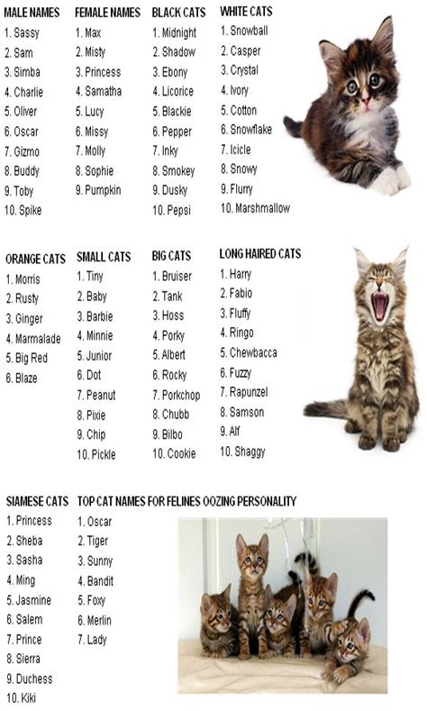 50 Unique Cat Names Cat Guides Cute Cat Names Kitten Names Girl Cat Names