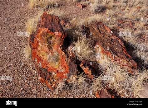 Petrified Forest Fossilized Trees National Park Arizona