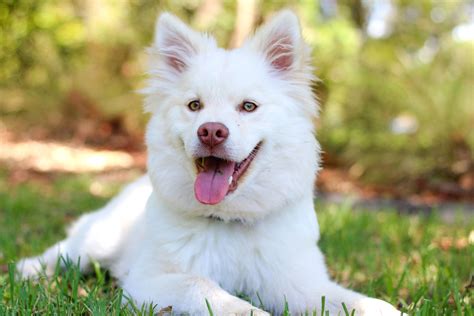 Ücretsiz resim: beyaz köpek, gözleri, yüz, kürk, çim, mutlu, evde ...