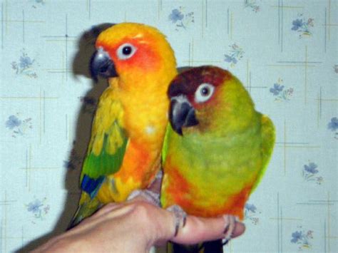 Sun Conure Nansun Conure Hand Fed Juvenile 3 Mo Parrots Nex Tech