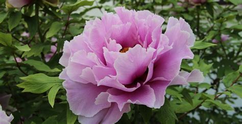 How To Grow Peonies 2024 Propagation And Care Guide