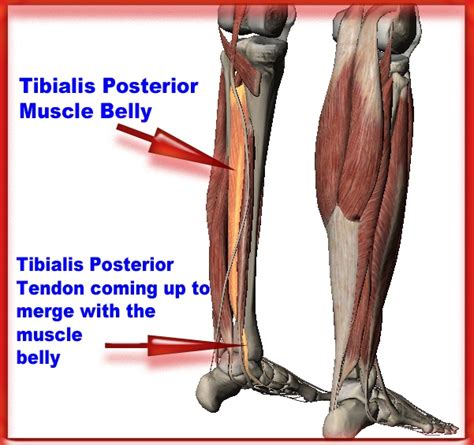 Tibialis Posterior The Unsung Hero Of The Foot Arch Proactive Health
