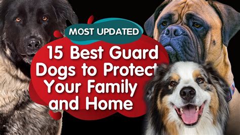 Top 15 Best Guard Dogs Most Updated Youtube