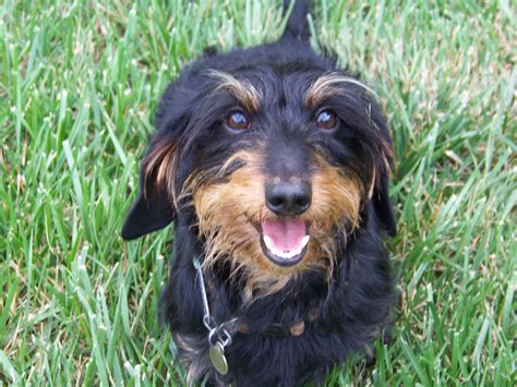 Wire Haired Dachshund Looks Just Like Our Rudy Dackel Hunde