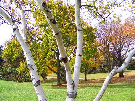 Birch Tree And Other Trees Free Stock Photo Public Domain Pictures