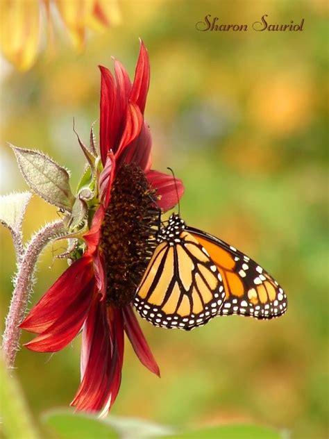 Monarch Butterfly Birds And Blooms