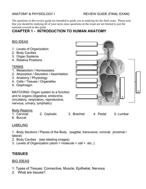 Anatomy And Physiology 1 Exam 1 Anatomy Diagram Source Gambaran