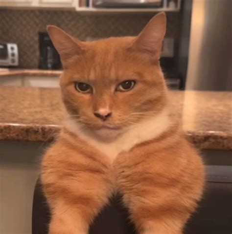 Mewing Cat