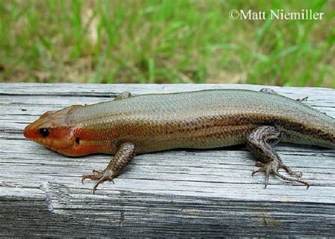 Broad Headed Skink State Of Tennessee Wildlife Resources Agency