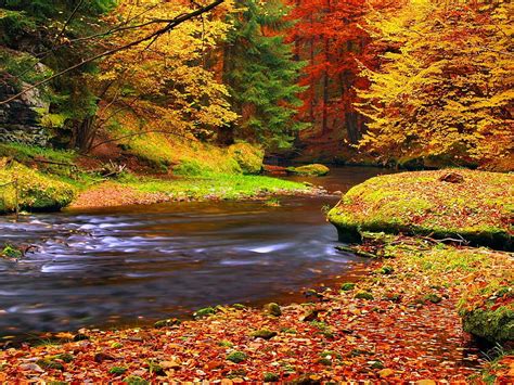 Autumn Tranquility Forest Autumn Leaves River Trees Nature Hd