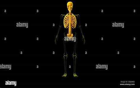 Esqueleto Humano Anatomía Del Esqueleto Axial 3d Ilustración Fotografía