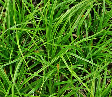 Sedge Grass Carex Oshimensis Everlime From Hillcrest Nursery