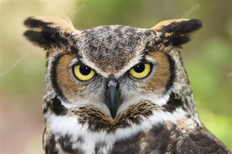 Great Horned Owl Head Shot Stock Photo By ©jilllang 8000038