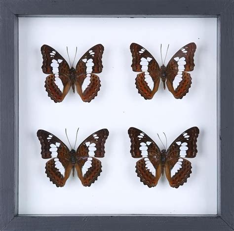 BUTTERFLY COLLECTION | FRAMED REAL BUTTERFLIES UK-13-1805 | Butterfly frame, Butterfly taxidermy ...