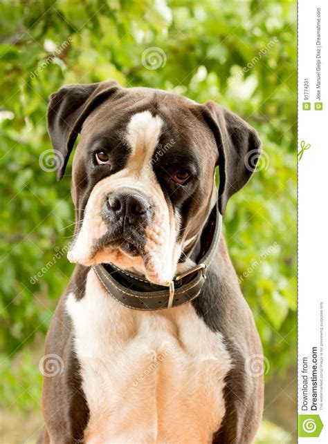 The boxer is a muscular dog that is happy, intelligent, and friendly. White and black boxer dog stock image. Image of animal ...