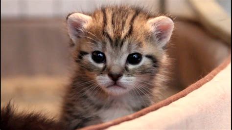 Cute 2 3 Week Old Kitten With Slight Head Tremor Youtube