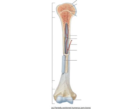 Long bone labeled illustrations & vectors. Long Bone Labeling