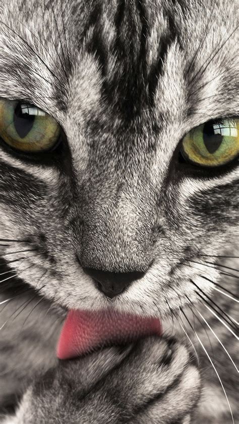 Cute Cat Licking Its Paw Best Htc One Wallpapers