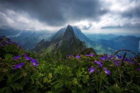 Góry Niebo Kwiaty