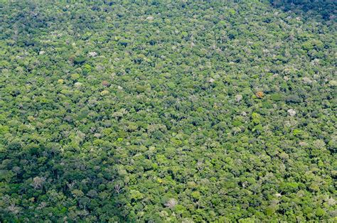 Aerial View Of The Amazon Rainforest Aerial View Of The Am Flickr