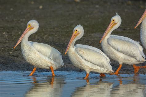 getting your du pelicans in a row american white pelic… flickr