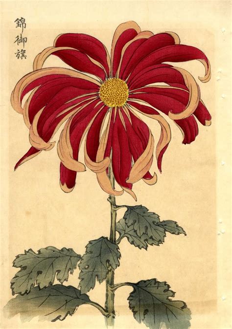 Botanical Painting Botanical Drawings Botanical Illustration