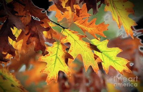 Glowing Light Autumn Oak Leaves Photograph By Angela Koehler