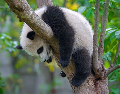 Baby Pandas Sleeping