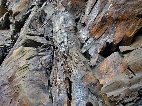 Fossil Tree Llewellyn Formation Middle Pennsylvanian Be Flickr