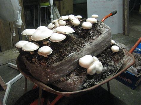 Growing Your Own Mushrooms At Home