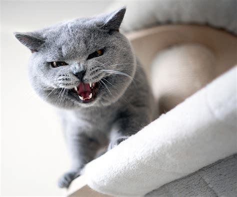 Dealing With Aggressive Cats Hartz