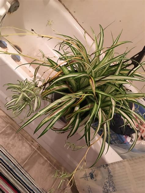 Why Are The Leaves On My Spider Plant Turning Yellow And Brown