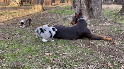 Australian cattle dog/blue heeler for sale for 400, near. Kay's Toy Australian Shepherd puppies for sale at Lindsey ...