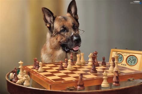 Doge Playing Chess Meme Some Memes In Chess Can You