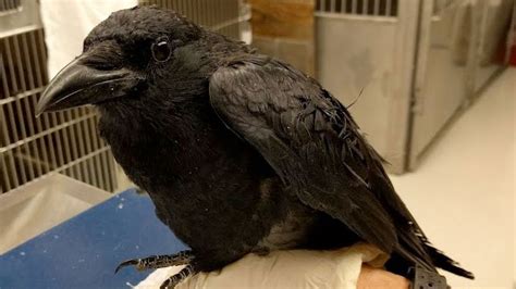 Cornell Documents First Crows To Survive Deadly West Nile Virus Cornell University College Of