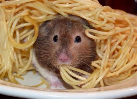 Hamster Eating Spaghetti Animales Comiendo Fotos De Animales Y Hamsters