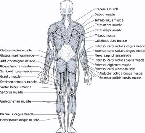 Muscles Diagrams Diagram Of Muscles And Anatomy Charts Hubpages