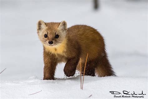 Pine Marten On The Prowl At Algonquin Park Ontario Canada Beautifully
