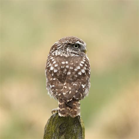 Trogtrogblog Bird Of The Week Little Owl