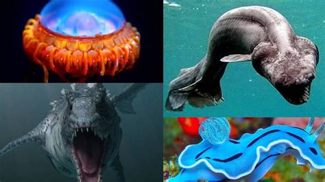 10 Sea Creatures That Existed We Dont Believe Must See Brilliant
