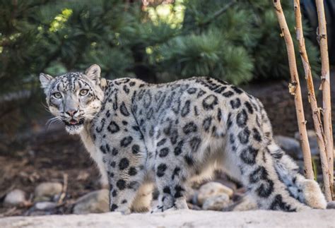 A Snow Leopard Update Seneca Park Zoo