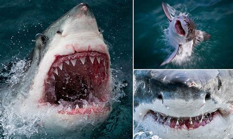 The Jaws Of Death Great White Shark Captured In Terrifying Close Up Photos Daily Mail Online