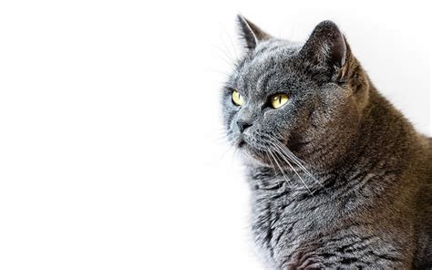 Download Wallpapers British Shorthair Cat Pets Portrait Beautiful